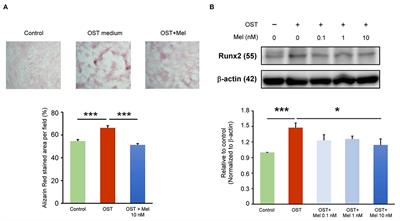 Melatonin Inhibits NF-κB/CREB/Runx2 Signaling and Alleviates Aortic Valve Calcification